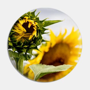 Sunflower Field Pin