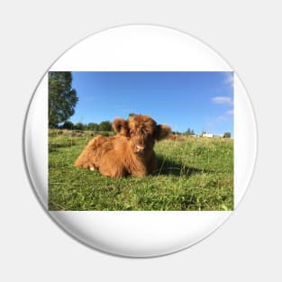 Scottish Highland Cattle Calf 1528 Pin