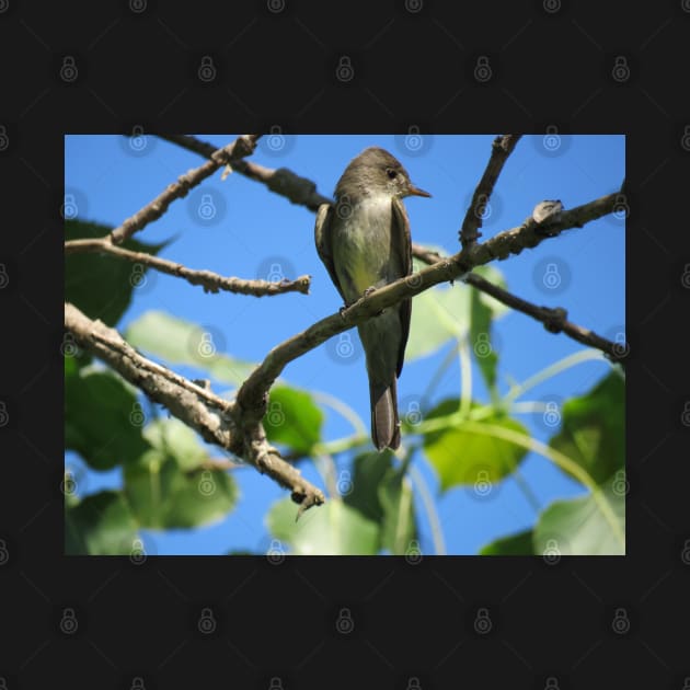 Eastern Wood-Pewee No.1 by MaryLinH