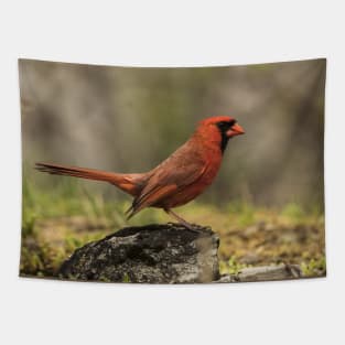 Male Northern Cardinal Tapestry