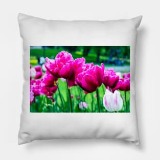 Pink tulips closeup Pillow