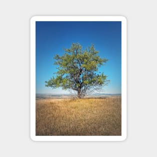 tree on the top of a hill Magnet