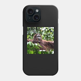 Large Female Orangutan, Borneo Phone Case