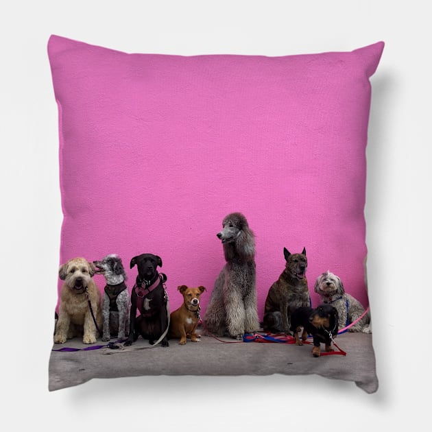 Funny photograph of dogs in a line in front of pink wall in Los Angeles Pillow by keeplooping