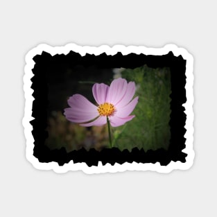 Cosmos Flower Magnet