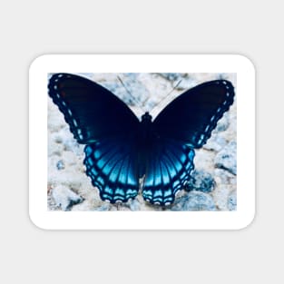 Blue Butterfly Magnet