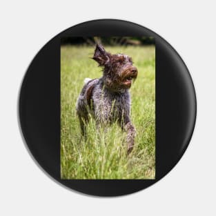 Running in a meadow Spinone Pin