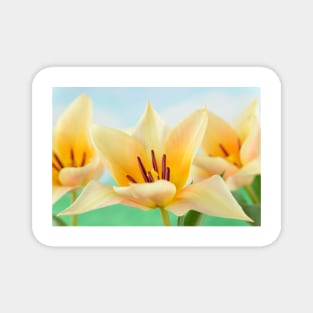 Tulipa  &#39;Fur Elise&#39;  Tulip  Greigii Group Magnet