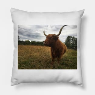 Scottish Highland Cattle Cow 2073 Pillow