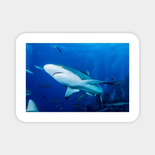 Reef Shark on the Great Barrier Reef Nov 13 Magnet