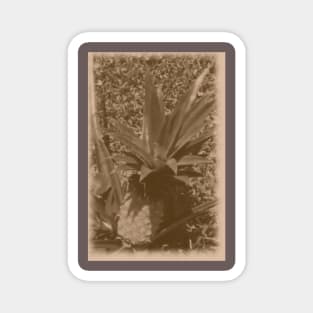 Vintage Pineapple Magnet