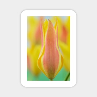 Tulipa kolpakowskiana  AGM  Kolpakowsky&#39;s tulip  Miscellaneous tulip Magnet