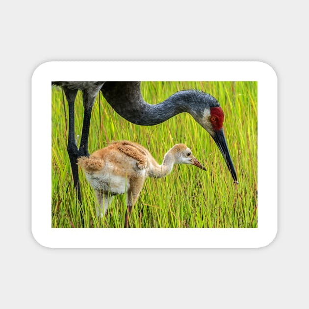 Sandhill crane parent with chick Magnet by joesaladino