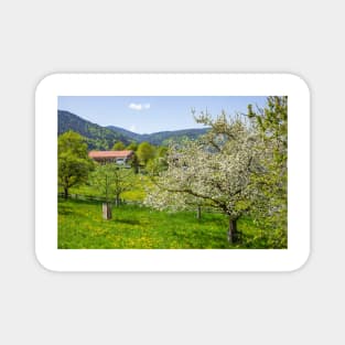 Flower meadow with fruit trees in spring, Bad Wiessee, Tegernsee Magnet