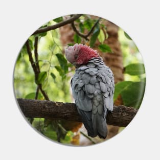 Galah Cockatoo Pin