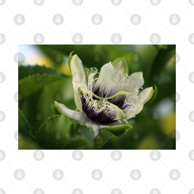 Passion Flower Budding Closeup by ButterflyInTheAttic