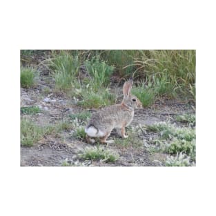 Rabbits, Cottontail Rabbit, Wildlife T-Shirt