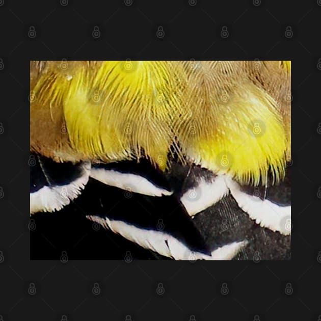 Feathers of a American Goldfinch by BirdsnStuff