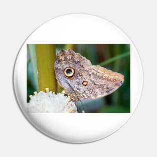Owl butterfly resting Pin