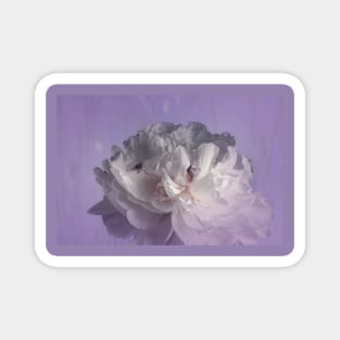 Elegant Peony Magnet