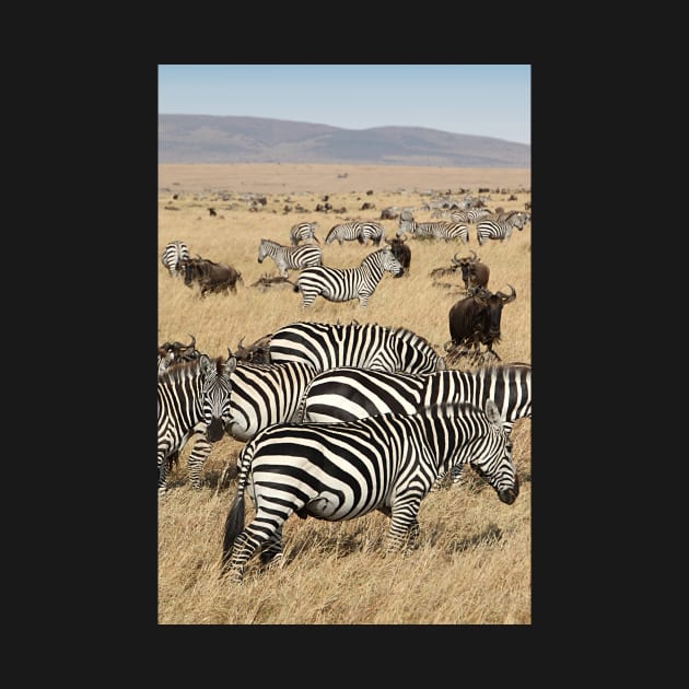 Zebra Migration, and Wildebeest, Maasai Mara, Kenya by Carole-Anne