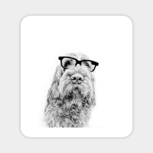 Intelligent friend Spinone by heidiannemorris Magnet