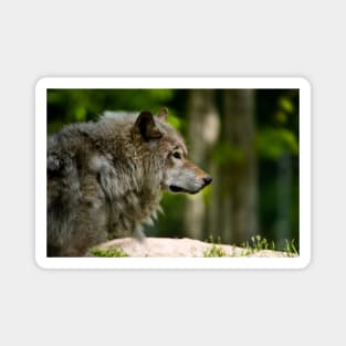 Timber Wolf Magnet