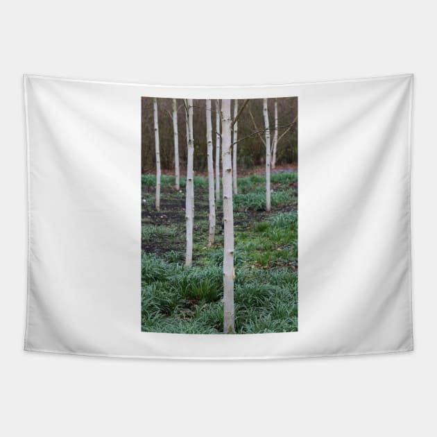 Silver birch trees Tapestry by Jonesyinc