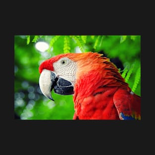 Red Macaw Parrot T-Shirt