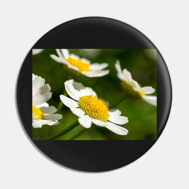 Daisies Pin by mariola5