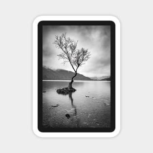 Lone Tree at Llyn Padarn Magnet