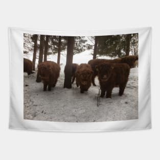 Scottish Highland Cattle Calves 1698 Tapestry