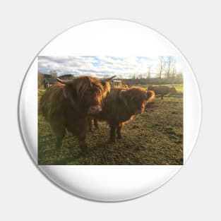 Scottish Highland Cattle Calves 1843 Pin