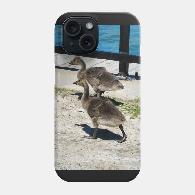 A Family Of Canada Goose Goslings Phone Case by BackyardBirder