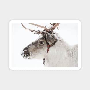 Reindeer with antlers in snow Magnet