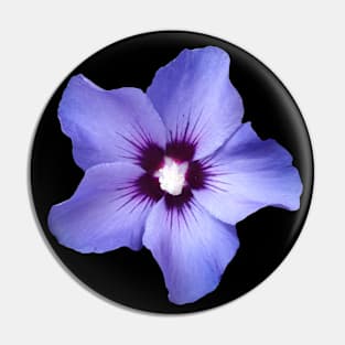 Garden hibiscus, hibiscus, blue, blossom Pin