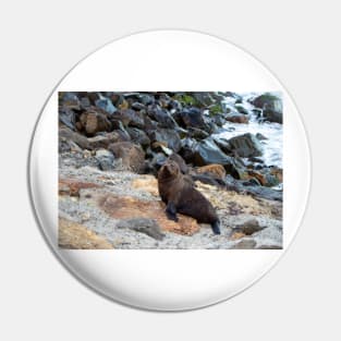 New Zealand Fur Seal, New Zealand Pin