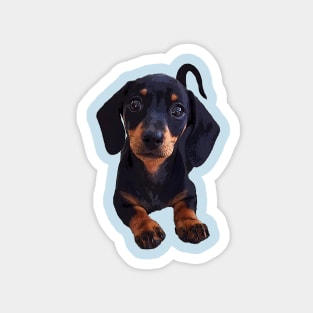 Dachshund Puppy Black and Tan Smooth wiener Magnet