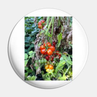 A toothed tomato Pin