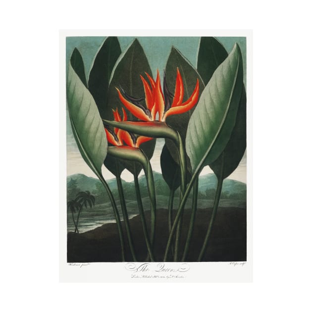 Bird of Paradise Antique Botanical Illustration by moonandcat