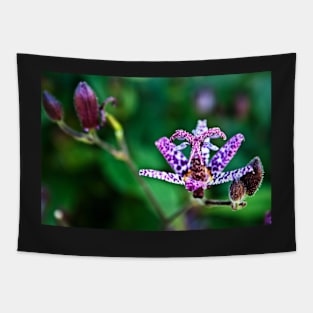 Tricyrtis flower ( Toad Lily ) Tapestry