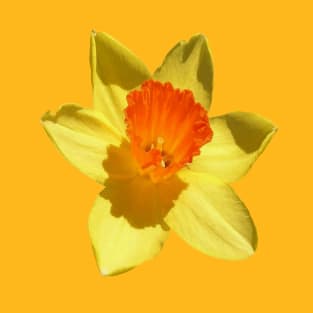 Large Bright and Colorful Spring Daffodil Vector Art Cut Out T-Shirt