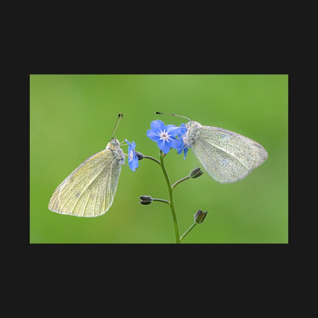 Two Small White Butterflies on a Forget-me-not Flower by TonyNorth