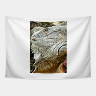 oli red iguana Tapestry