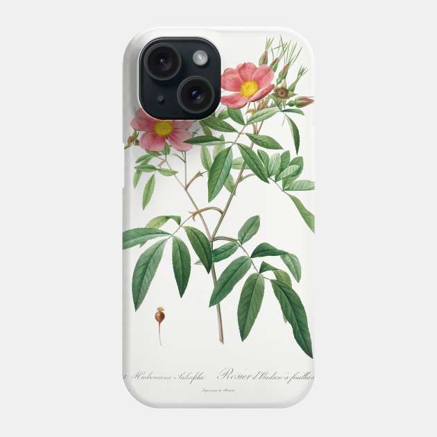 Rosa Hudsoniana Salicifolia (1817–1824) by Pierre-Joseph Redouté and Henry Joseph Redouté. Phone Case by Elala