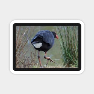 Moorhen - photography by Avril Thomas Magnet