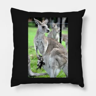 Australie - Newcastle, Kangourou Pillow