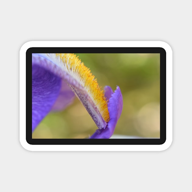 Exquisite iris 2 Magnet by ToniaDelozier