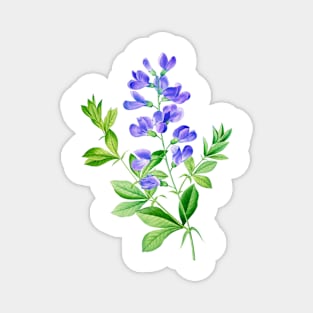 Blue False Indigo - Botanical Illustration Magnet