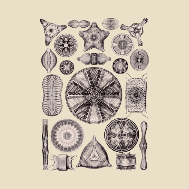 Ernst Haeckel Diatoms Lavender Gray by Scientistudio